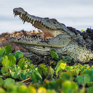 Lake Chamo - Nile crocodile